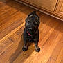 Hank is registered to the contest to win money with this photo: puppy, dog, german_shepherd, indoor, wooden_floor, flooring, cabinet, brown, pet, young_dog, collar, curious, ears, sitting, looking_up, canine, animal, domestic_animal, cute, small