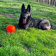 Hank joined the competition — help win amazing prizes! dog, german_shepherd, grass, outdoor, sunlight, tongue_out, ball, greenery, trees, nature, playful, pet, animal, summer, relaxed, canine, yard, field, daytime, resting