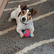 Rafal a rejoint le concours — aidez-le/la à gagner de superbes lots ! animal, black_markings, brown_ears, carpet, collar, cute, dog, domestic, floor_tiles, home, indoor, jack_russell_terrier, kitchen, looking_up, pet, playful, rug, small_dog, toy_ball, white_dog