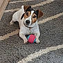 animal, black_markings, brown_ears, carpet, collar, cute, dog, domestic, floor_tiles, home, indoor, jack_russell_terrier, kitchen, looking_up, pet, playful, rug, small_dog, toy_ball, white_dog