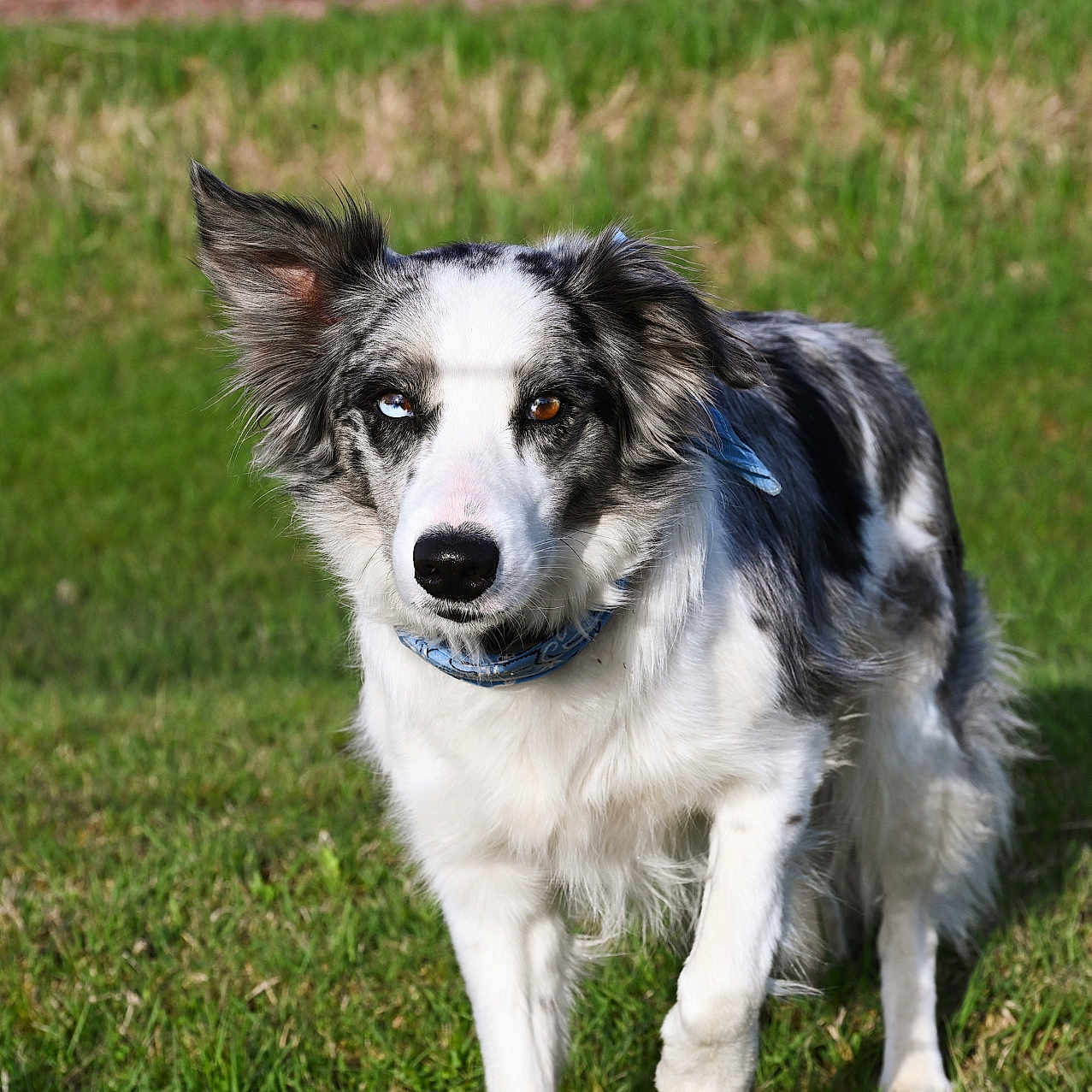 Jasper is registered to the contest to win money with this photo: accessories, animal, canine, cockerspaniel, collie, dog, eskimodog, field, grass, grassland, husky, lawn, nature, outdoors, papillon, pet, plant, puppy, strap, terrier