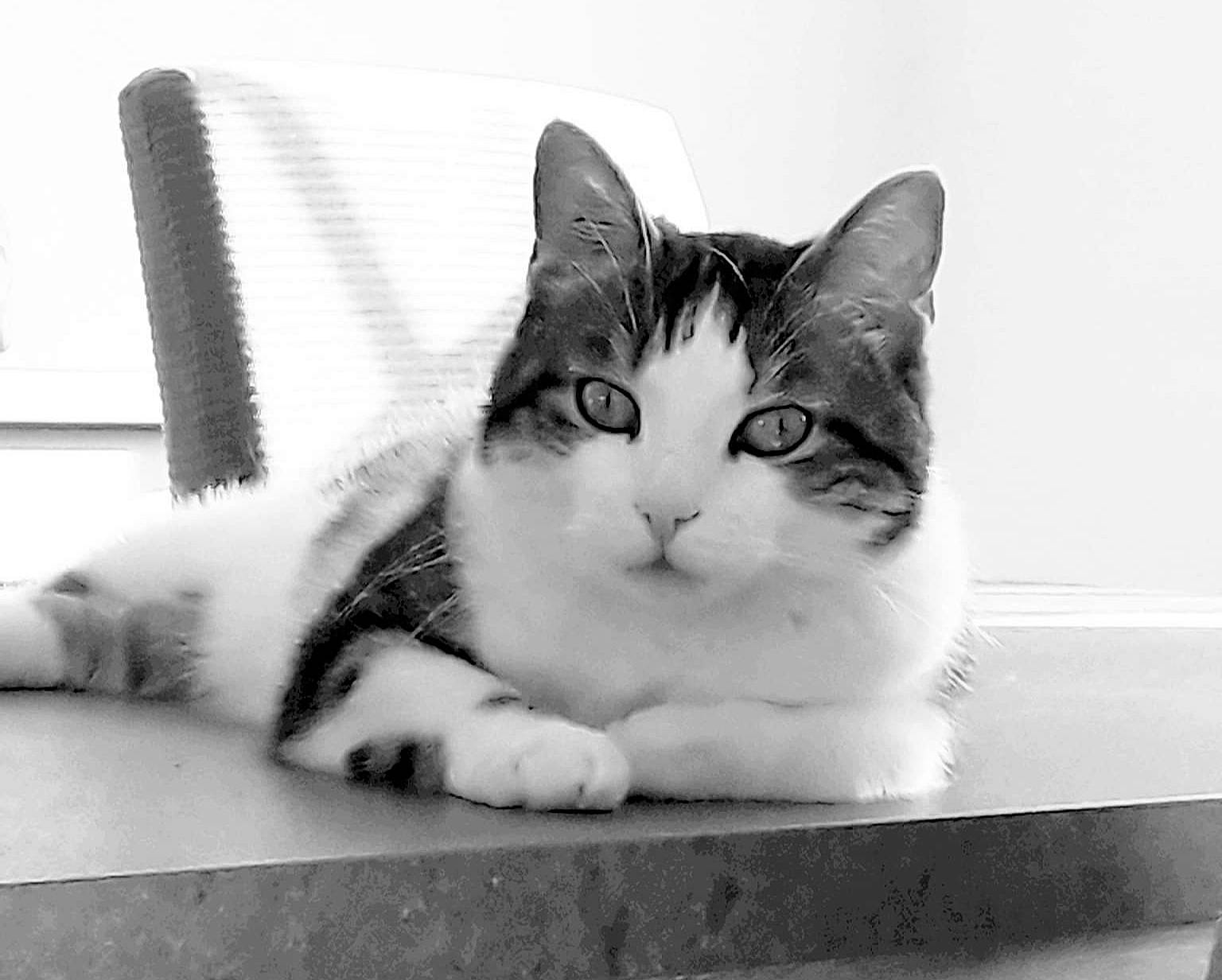 Chaton participe au concours pour gagner de l'argent avec cette photo : carnivore, cat, comfort, domestic_short_haired_cat, eye, felidae, foot, fur, grey, head, iris, mammal, monochrome, monochrome_photography, paw, small_to_medium_sized_cats, snout, tail, vertebrate, whiskers