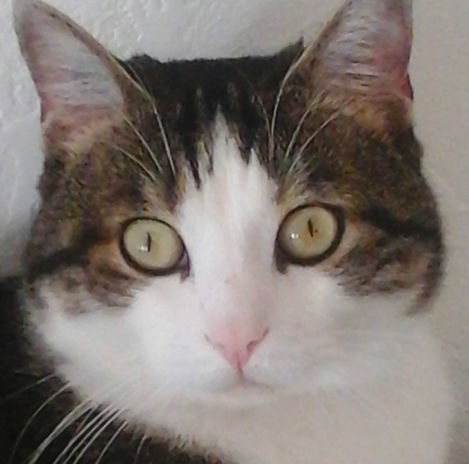 Chaton participe au concours pour gagner de l'argent avec cette photo : carnivore, cat, domestic_short_haired_cat, ear, eye, felidae, fur, head, small_to_medium_sized_cats, snout, whiskers, window