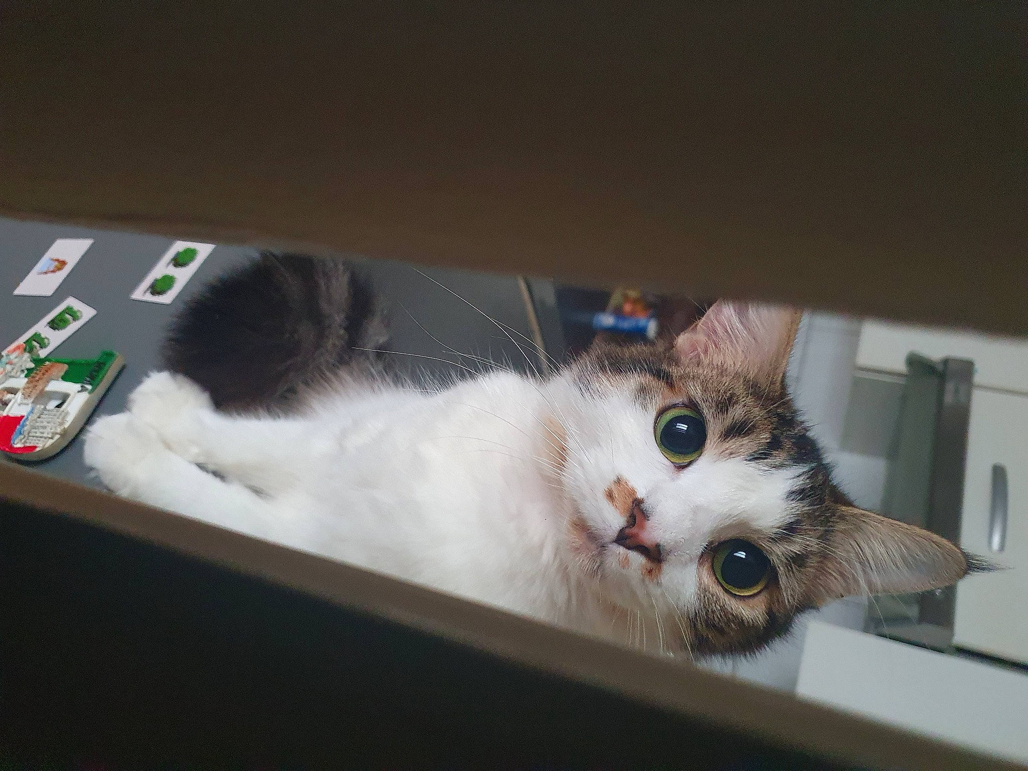 Harley a rejoint le concours — aidez-le/la à gagner de superbes lots ! box, carnivore, cat, domestic_short_haired_cat, felidae, fur, paw, remote_control, small_to_medium_sized_cats, snout, tail, whiskers, window