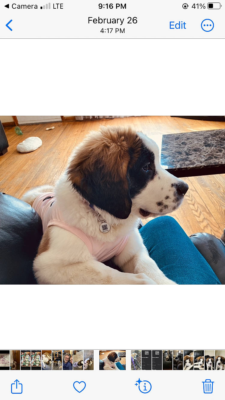 Shoney joined the competition — help win amazing prizes! advertising, canidae, carnivore, chair, companion_dog, dog, dog_breed, dog_collar, dog_supply, fur, happy, leisure, photo_caption, photography, puppy, screenshot, sitting, sporting_group, working_dog