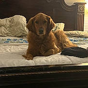 Bourbon joined the competition — help win amazing prizes! dog, golden_retriever, bed, bedding, pillow, headboard, lamp, wooden_furniture, indoor, pet, animal, resting, fur, canine, relaxed, portrait, home, comfort, sleeping_area, furniture