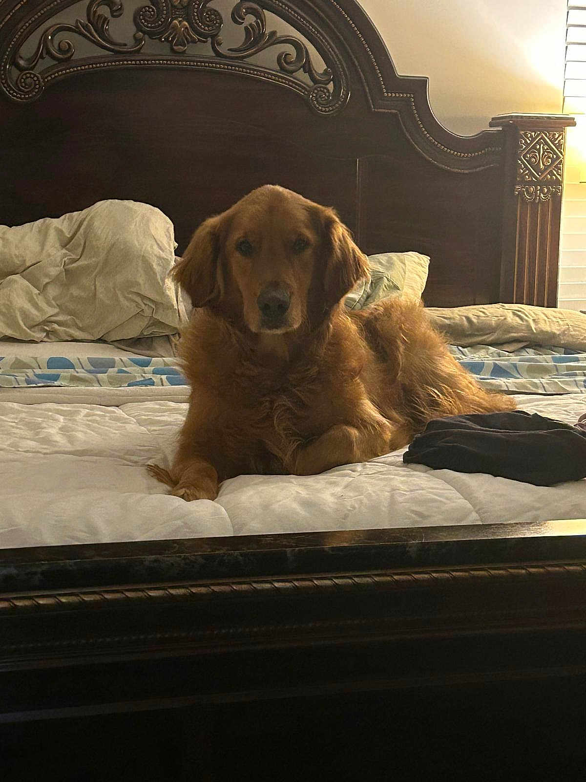 Bourbon joined the competition — help win amazing prizes! dog, golden_retriever, bed, bedding, pillow, headboard, lamp, wooden_furniture, indoor, pet, animal, resting, fur, canine, relaxed, portrait, home, comfort, sleeping_area, furniture