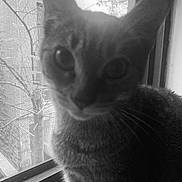 Olivet joined the competition — help win amazing prizes! cat, window, mesh_screen, indoor, animal, pet, close_up, black_and_white, feline, curious, portrait, whiskers, tree, branches, daylight, domestic_animal, sitting, looking, face, ears