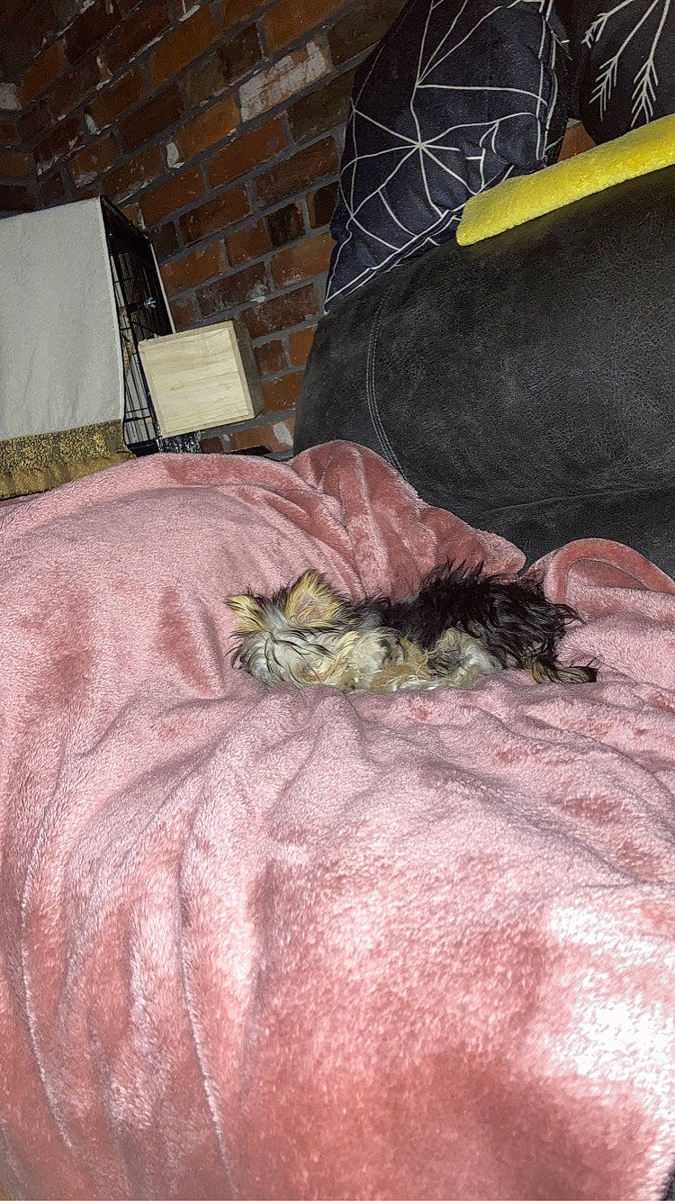 Sassy joined the competition — help win amazing prizes! bag, bed, bed_sheet, bedding, bedroom, brown, comfort, felidae, floor, flooring, fur, grass, hardwood, linens, pattern, pillow, room, small_to_medium_sized_cats, tail, wood