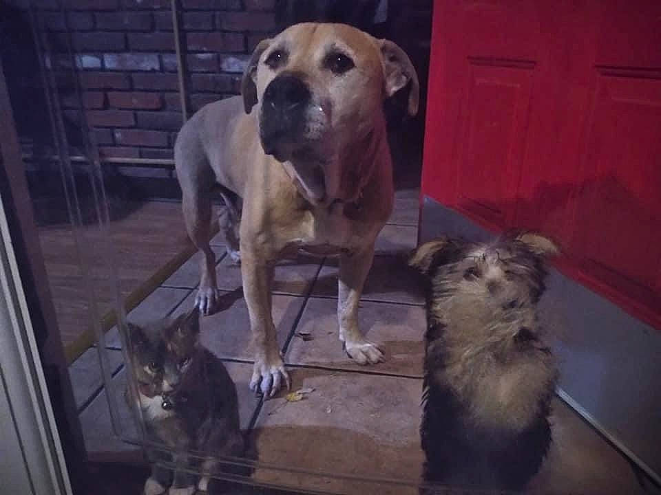 Sassy is registered to the contest to win money with this photo: animal_shelter, canidae, carnivore, cat, companion_dog, dog, dog_breed, dog_supply, fawn, felidae, fur, grey, mammal, paw, pet_supply, snout, tail, terrestrial_animal, vertebrate, whiskers