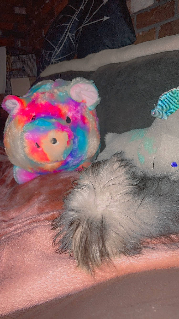 Sassy is registered to the contest to win money with this photo: companion_dog, fashion_accessory, fur, hat, liver, magenta, natural_material, plastic, plush, stuffed_toy, tail, toy, vertebrate