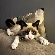 Marley a rejoint le concours — aidez-le/la à gagner de superbes lots ! cat, animal, pet, feline, indoor, couch, pillow, stretching, white_paws, blue_eyes, curious, fur, whiskers, nose, ears, claws, texture, comfortable, home, relaxed