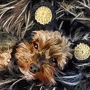 Noodles joined the competition — help win amazing prizes! animal, black, close_up, cozy, cuddly, cute, dog, face, fur, fuzzy, knitted_blanket, pet, portrait, resting, sleepy, small_dog, soft, texture, warm, yellow