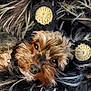 animal, black, close_up, cozy, cuddly, cute, dog, face, fur, fuzzy, knitted_blanket, pet, portrait, resting, sleepy, small_dog, soft, texture, warm, yellow