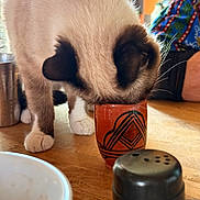Iris participe au concours pour gagner de l'argent avec cette photo : cat, siamese_cat, animal, pet, table, cup, wooden_table, kitchen, indoor, person, colorful_clothing, paw, ear, whiskers, curious, drinking, decorated_cup, metal_cup, salt_shaker, background