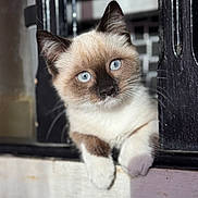 Iris is registered to the contest to win money with this photo: cat, kitten, siamese, blue_eyes, close_up, fur, paws, curious, metal_gate, window, sunlight, pet, animal, whiskers, cute, domestic_cat, young, portrait, outdoor, feline