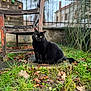 Guiness a rejoint le concours — aidez-le/la à gagner de superbes lots ! black_cat, cat, grass, leaves, outdoor, garden, wooden_chair, old_furniture, fence, yellow_eyes, animal, pet, nature, greenery, sitting, fur, daylight, plant, stone, calm