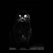 Guiness a rejoint le concours — aidez-le/la à gagner de superbes lots ! black_cat, cat, animal, pet, feline, whiskers, eyes, dark, black_background, portrait, mystery, noir, closeup, sitting, fur, animal_portrait, night, glowing_eyes, shadow, silhouette
