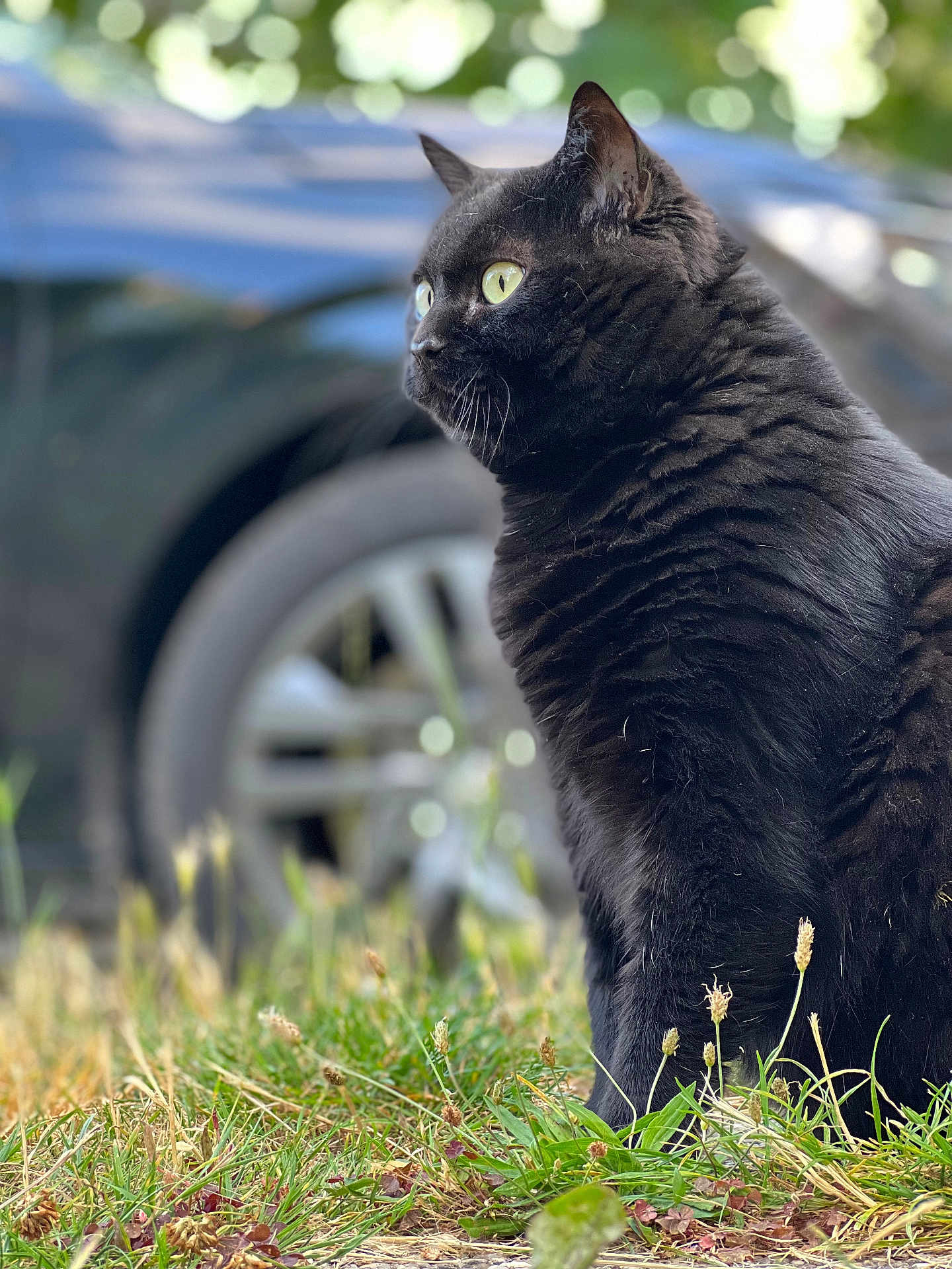Guiness participe au concours pour gagner de l'argent avec cette photo : black_cat, cat, animal, outdoor, grass, yellow_eyes, feline, pet, nature, blurred_background, car_tire, alert, fur, close_up, side_view, mammal, domestic_animal, wildlife, sitting, watching