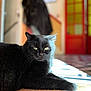 black_cat, cat, indoor, wooden_floor, sunlight, yellow_eyes, relaxed, portrait, feline, animal, pet, closeup, blurred_background, warm_colors, door, floor, whiskers, fur, resting, domestic_cat