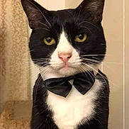 Bowie is registered to the contest to win money with this photo: cat, tuxedo_cat, black_and_white, bow_tie, portrait, sitting, indoors, pet, feline, whiskers, yellow_eyes, serious, front_facing, fur, white_chest, black_fur, animal, close_up, home, formal