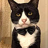 cat, tuxedo_cat, black_and_white, bow_tie, portrait, sitting, indoors, pet, feline, whiskers, yellow_eyes, serious, front_facing, fur, white_chest, black_fur, animal, close_up, home, formal