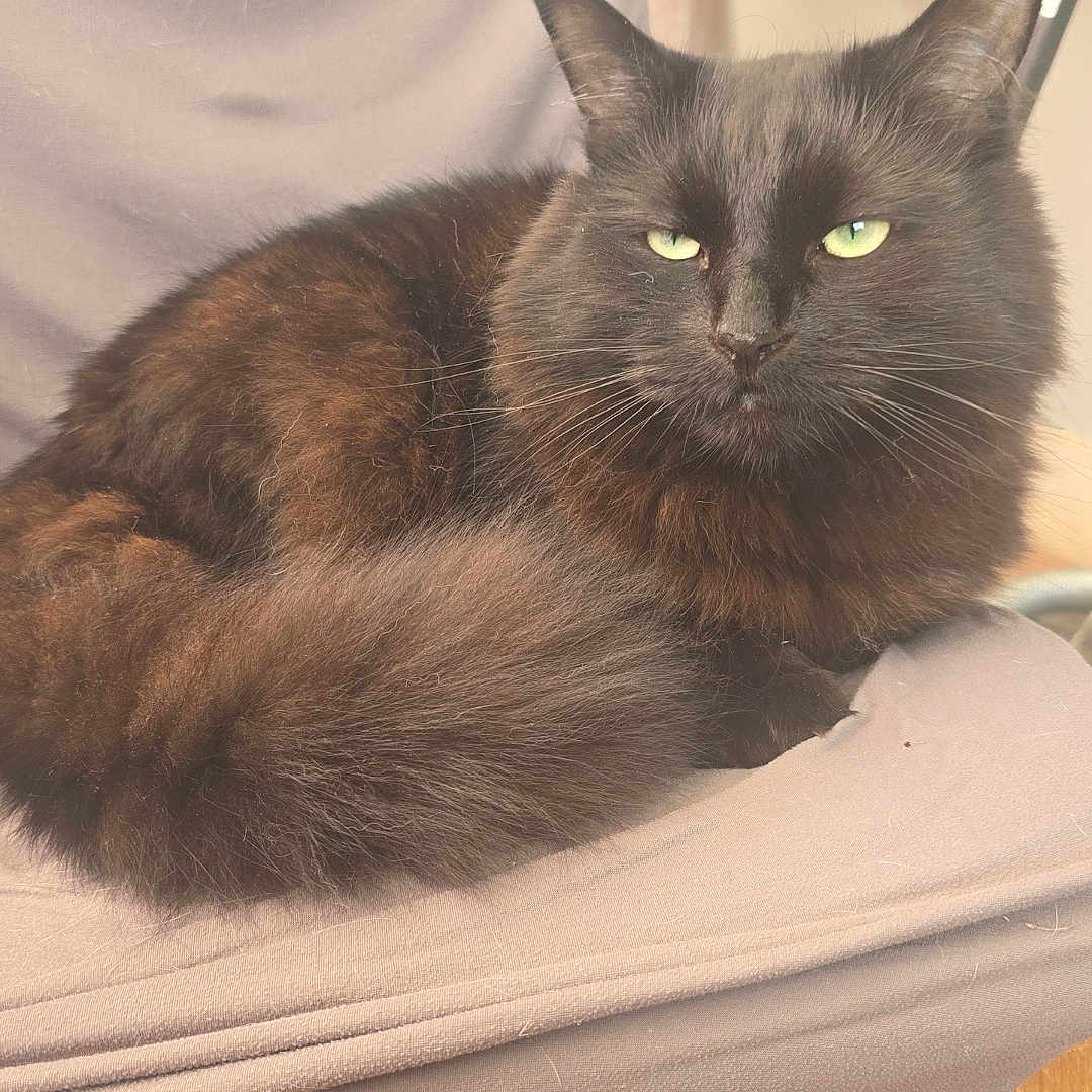 Pépito a rejoint le concours — aidez-le/la à gagner de superbes lots ! abyssinian, angora, animal, armchair, blackcat, cat, chair, couch, cushion, furniture, hardwood, homedecor, indoors, interiordesign, kitten, manx, pet, plywood, siamese, wood