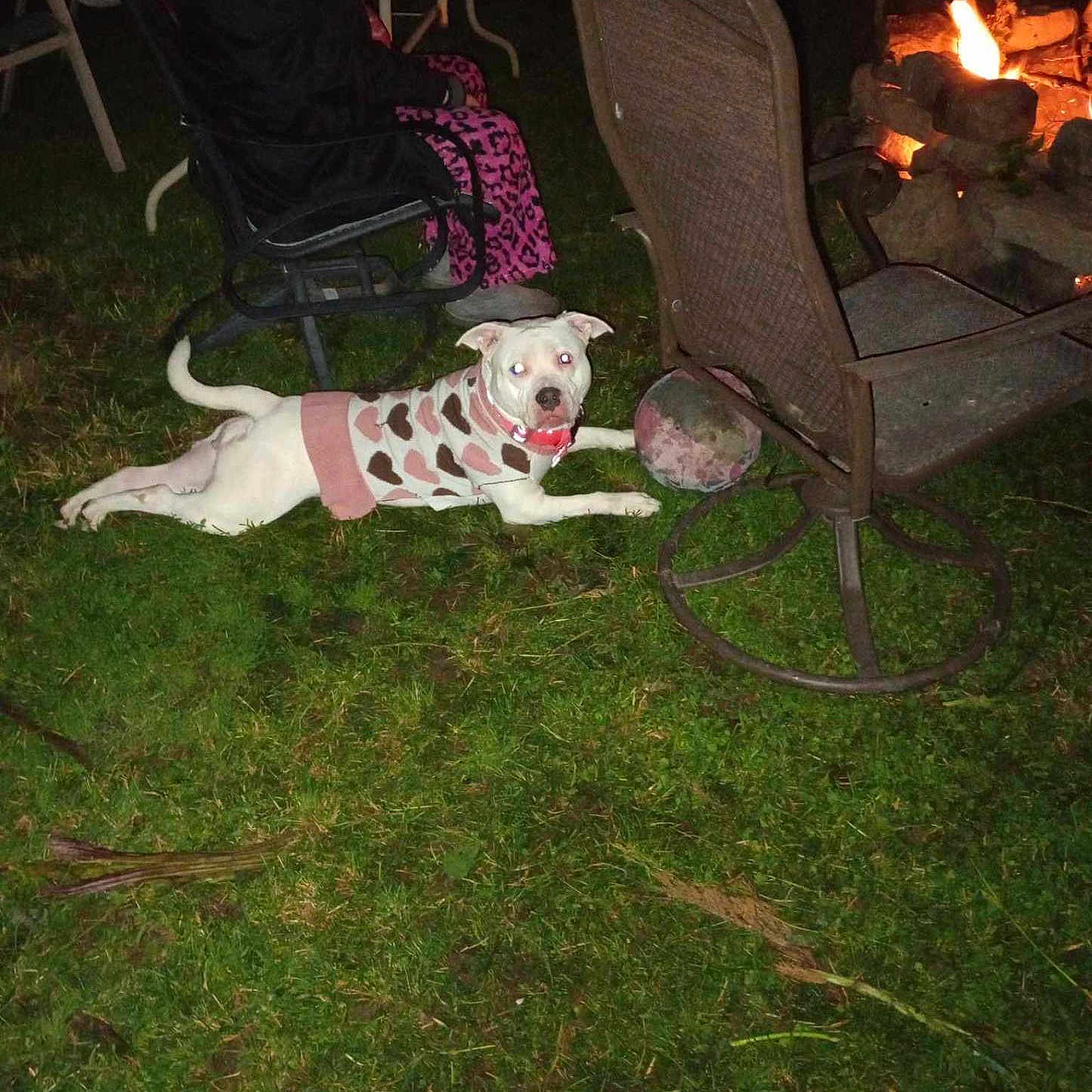 Luna Lou is registered to the contest to win money with this photo: adult, animal, backyard, canine, chair, dog, face, female, furniture, grass, head, nature, outdoors, person, pet, photography, plant, portrait, woman, yard