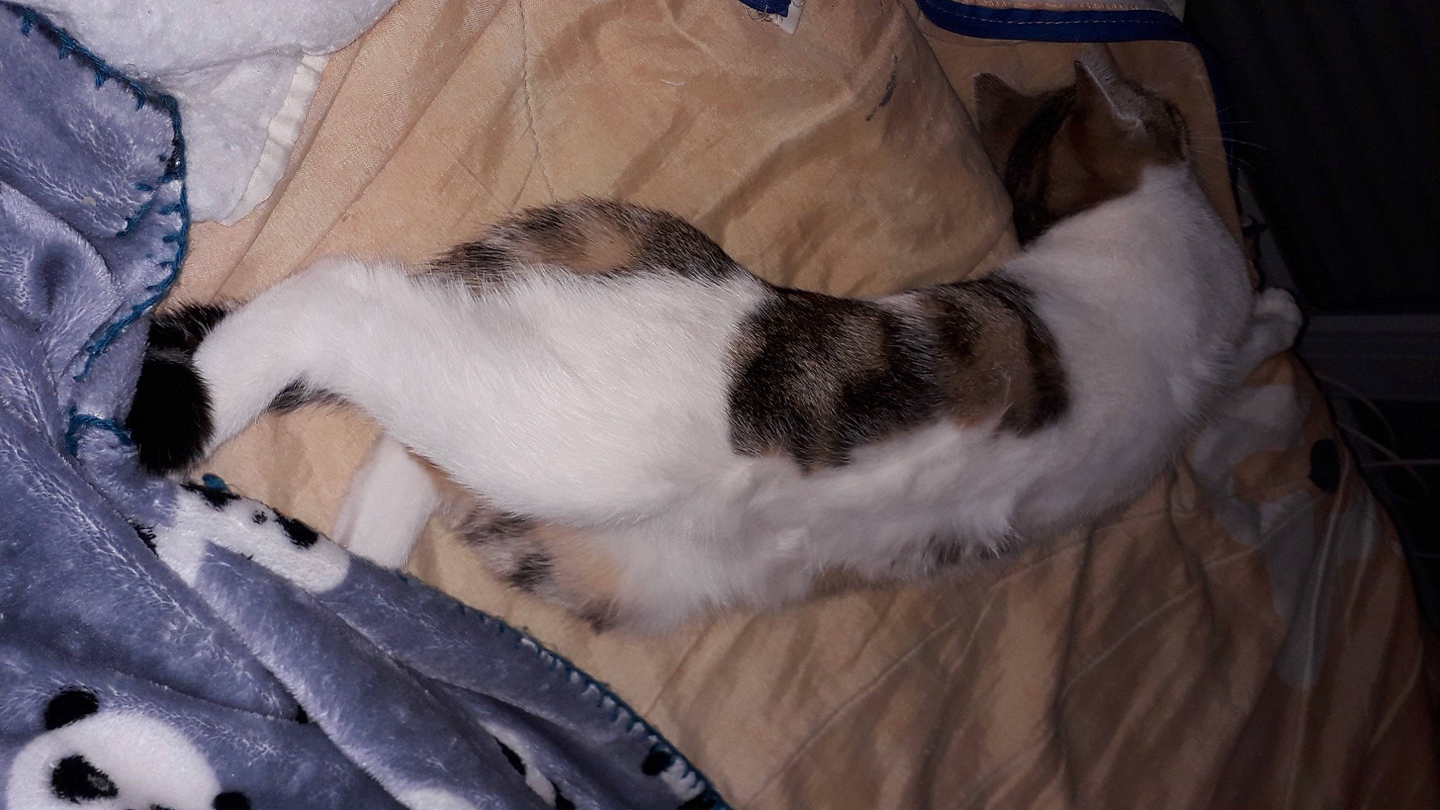 Sunlight a rejoint le concours — aidez-le/la à gagner de superbes lots ! brown, canidae, carnivore, cat, comfort, dog_breed, domestic_short_haired_cat, fawn, felidae, fur, linens, nap, paw, sleep, small_to_medium_sized_cats, snout, sporting_group, tail, whiskers, wood