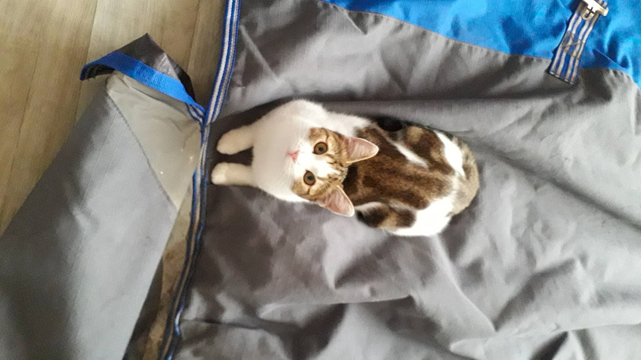 Sunlight participe au concours pour gagner de l'argent avec cette photo : canidae, carnivore, cat, comfort, companion_dog, dog_breed, domestic_short_haired_cat, fawn, felidae, fur, kitchen_utensil, linens, room, small_to_medium_sized_cats, snout, sporting_group, tail, terrestrial_animal, whiskers, wood