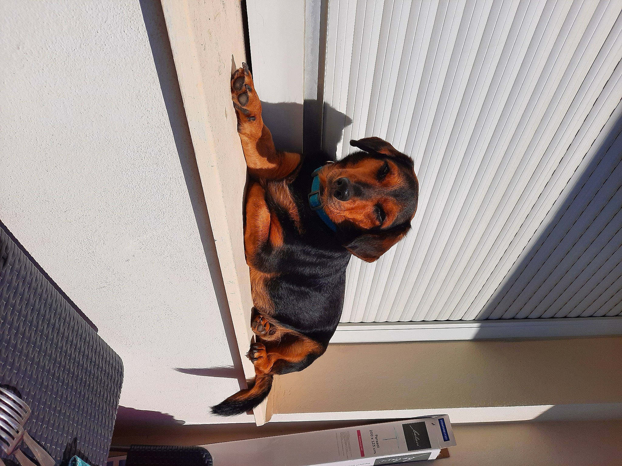 Junior participe au concours pour gagner de l'argent avec cette photo : canidae, ceiling, dog_breed, guard_dog, metal, primate, recreation, rope, sporting_group, wood