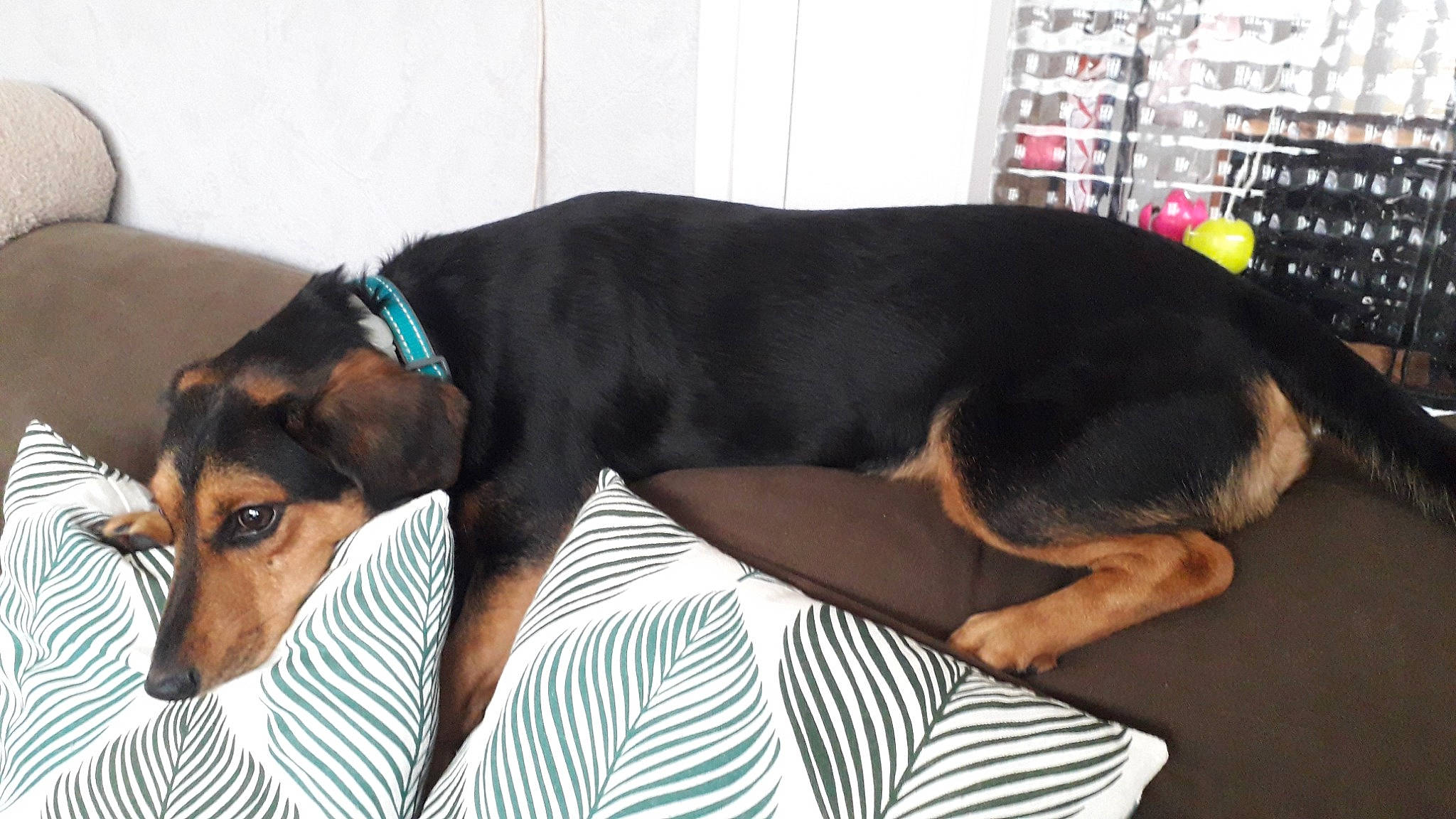 Junior participe au concours pour gagner de l'argent avec cette photo : canidae, carnivore, chair, collar, comfort, companion_dog, dog, dog_breed, dog_collar, dog_supply, ear, fawn, liver, pet_supply, shelf, shelving, snout, sporting_group, tail, working_animal