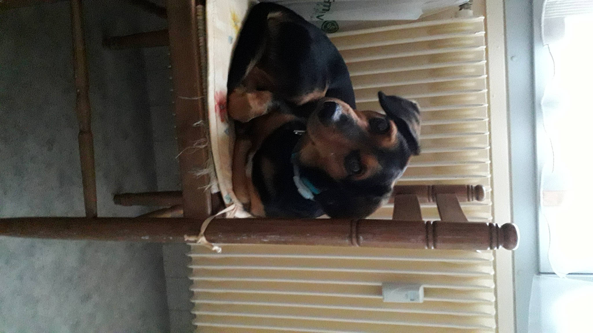 Junior participe au concours pour gagner de l'argent avec cette photo : building, canidae, carnivore, dog_breed, door, fawn, fixture, gas, guard_dog, liver, metal, snout, sporting_group, terrestrial_animal, window, window_covering, wood, working_animal