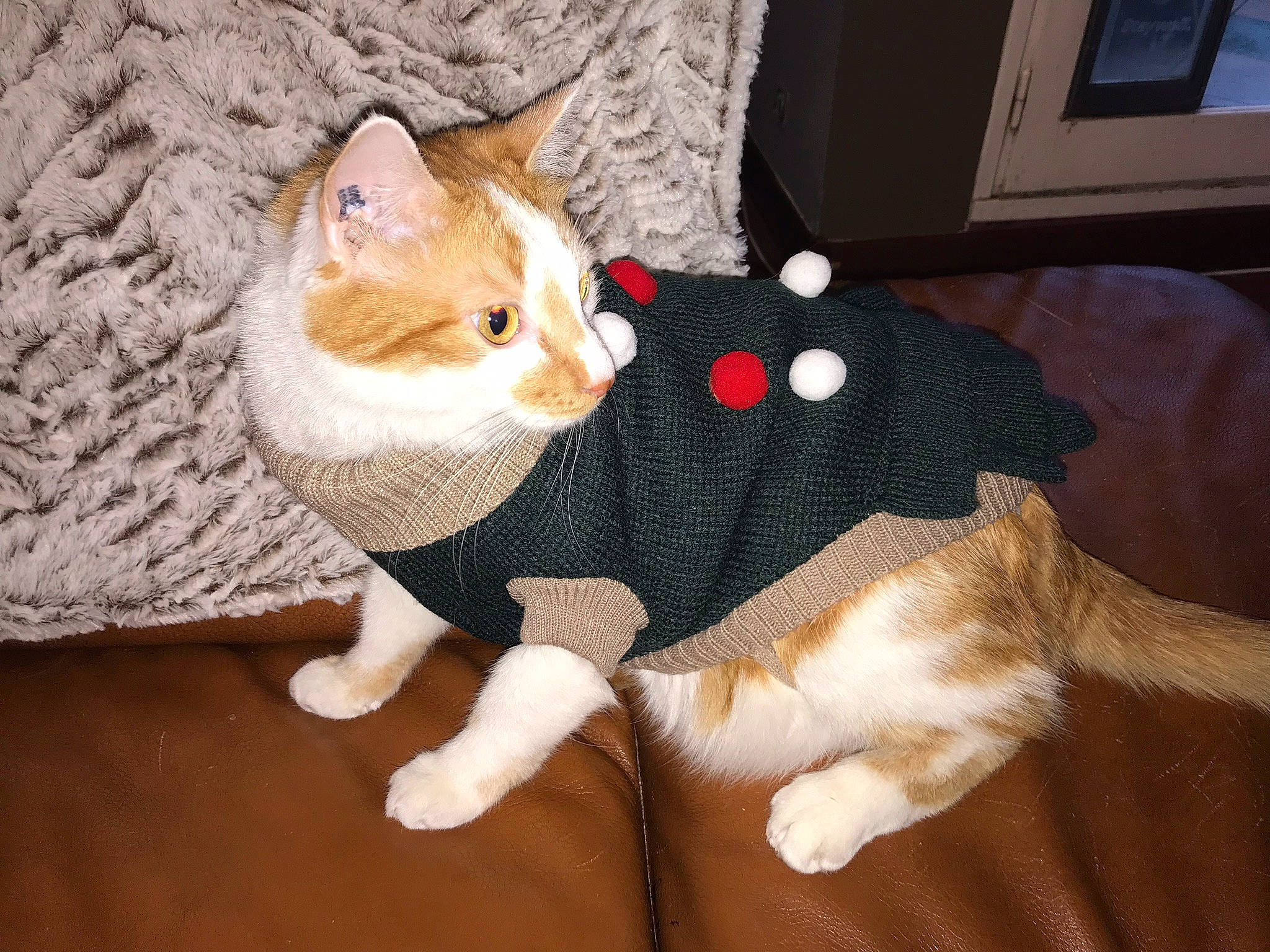 Simba participe au concours pour gagner de l'argent avec cette photo : aegean_cat, american_wirehair, asian, carnivore, cat, domestic_short_haired_cat, european_shorthair, fawn, felidae, fur, german_rex, mammal, ojos_azules, paw, polydactyl_cat, small_to_medium_sized_cats, tabby_cat, tail, whiskers, wood