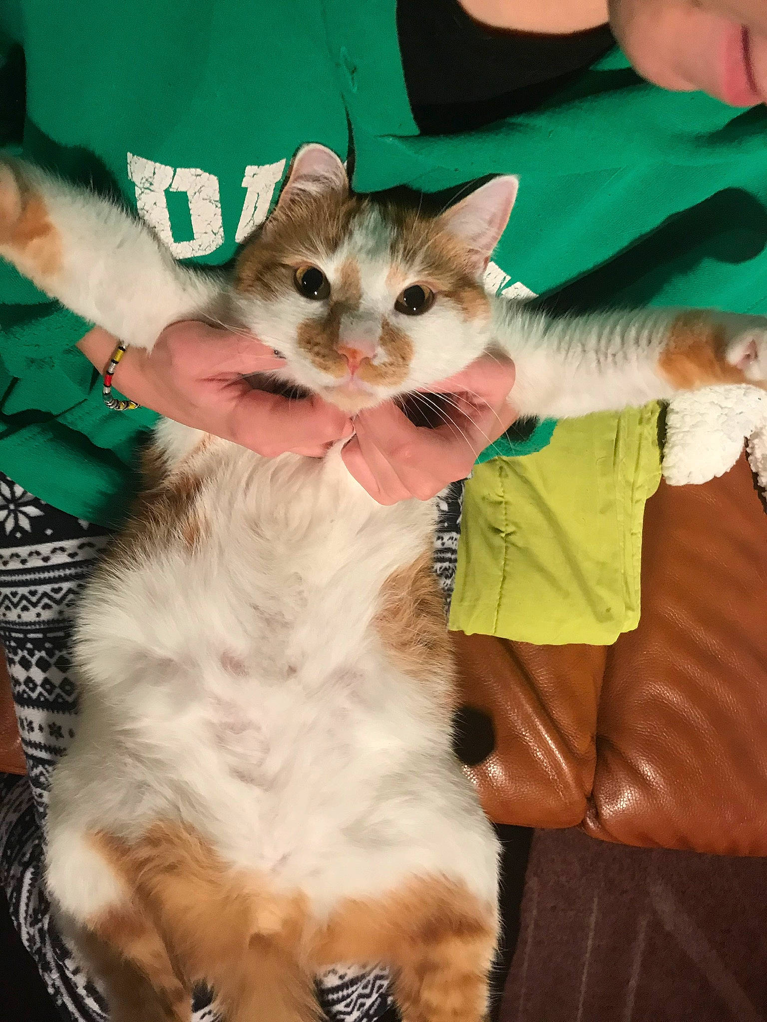 Simba a rejoint le concours — aidez-le/la à gagner de superbes lots ! aegean_cat, asian, carnivore, cat, domestic_short_haired_cat, european_shorthair, fawn, felidae, fur, kitten, small_to_medium_sized_cats, whiskers