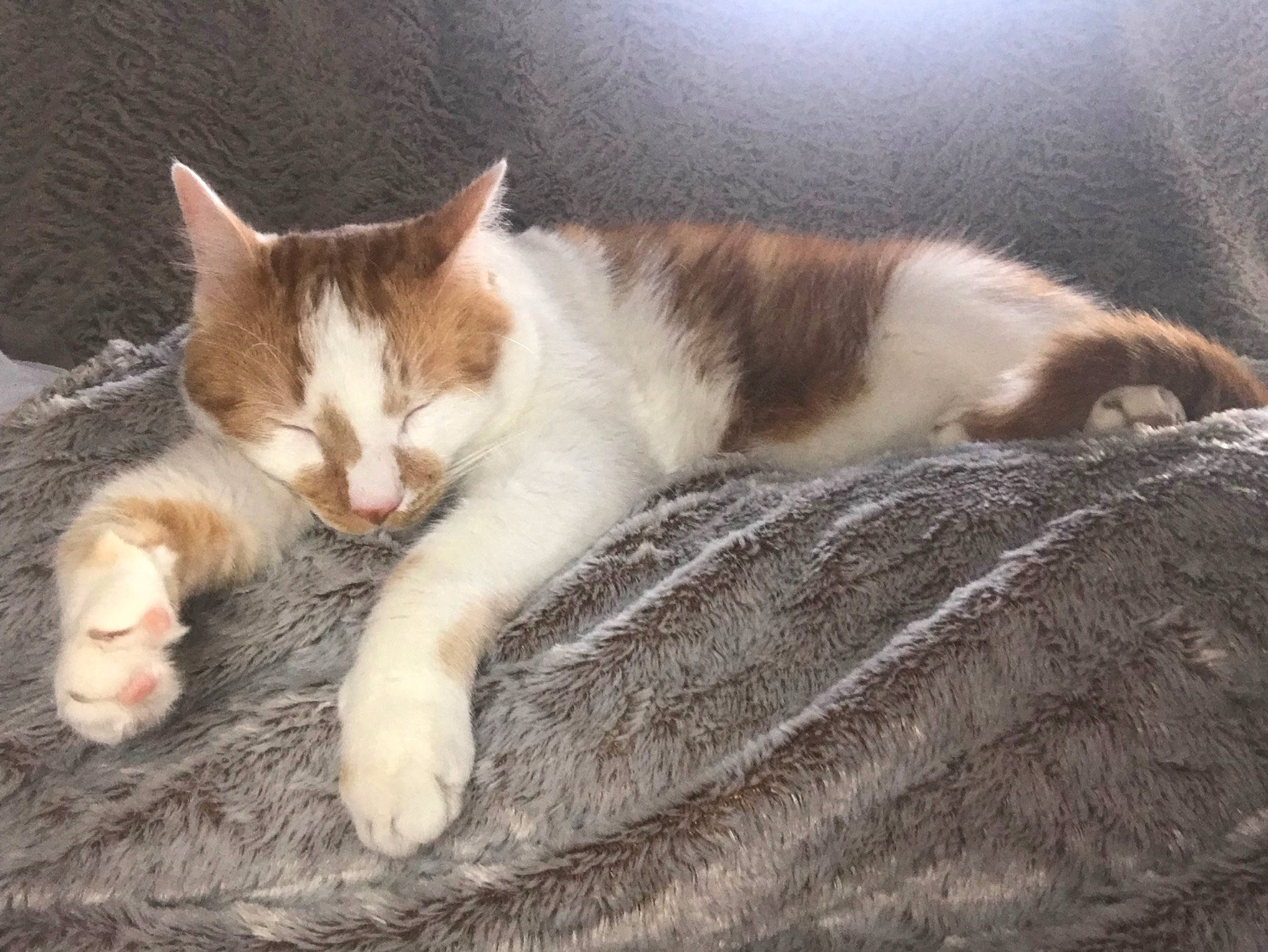 Simba a rejoint le concours — aidez-le/la à gagner de superbes lots ! aegean_cat, american_wirehair, carnivore, cat, domestic_short_haired_cat, european_shorthair, eye, fawn, felidae, fur, kitten, nap, polydactyl_cat, sky, sleep, small_to_medium_sized_cats, tail, whiskers