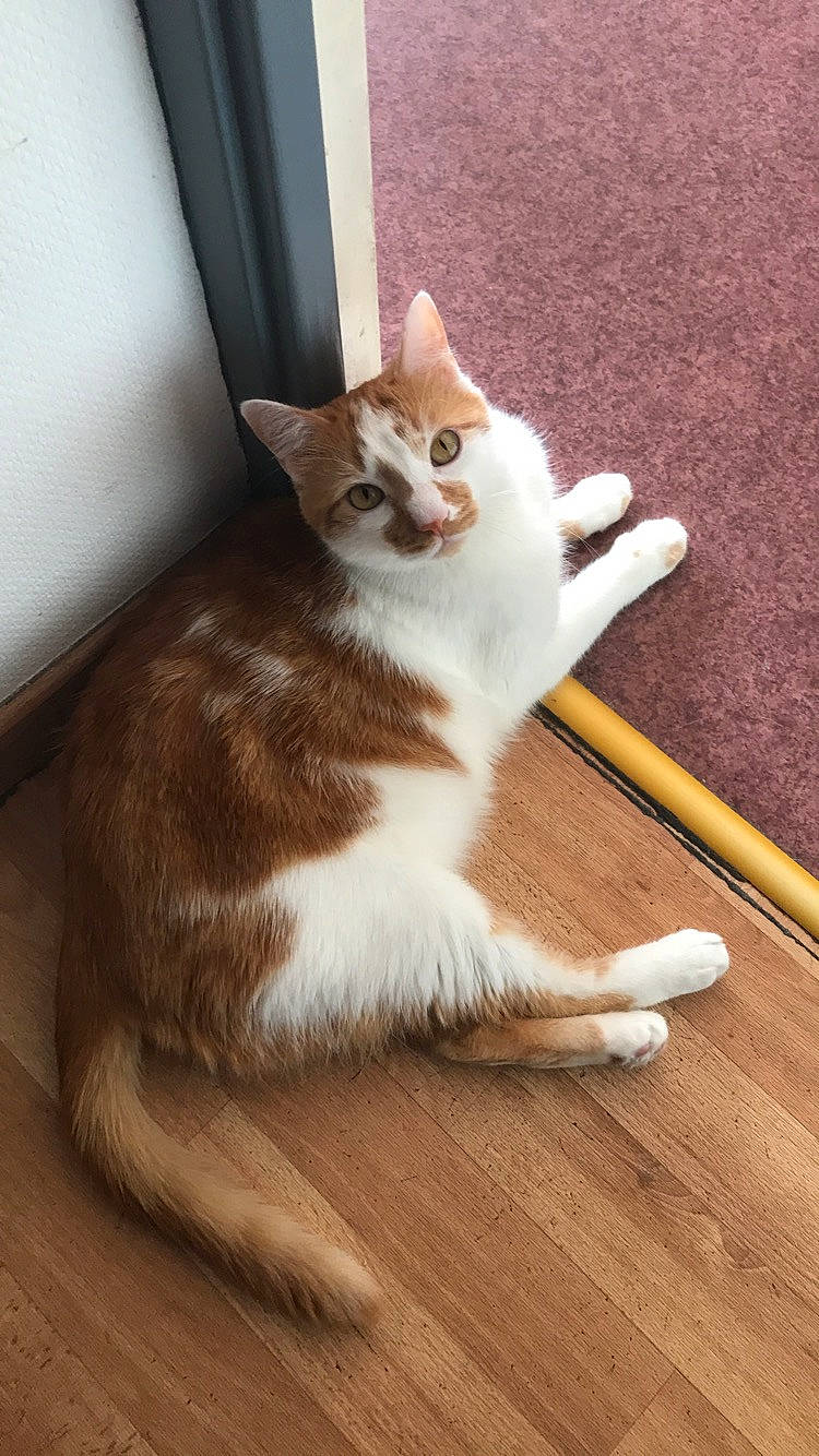 Simba a rejoint le concours — aidez-le/la à gagner de superbes lots ! aegean_cat, american_curl, american_wirehair, asian, carnivore, cat, domestic_short_haired_cat, european_shorthair, fawn, felidae, floor, flooring, kitten, mammal, paw, polydactyl_cat, small_to_medium_sized_cats, tail, whiskers