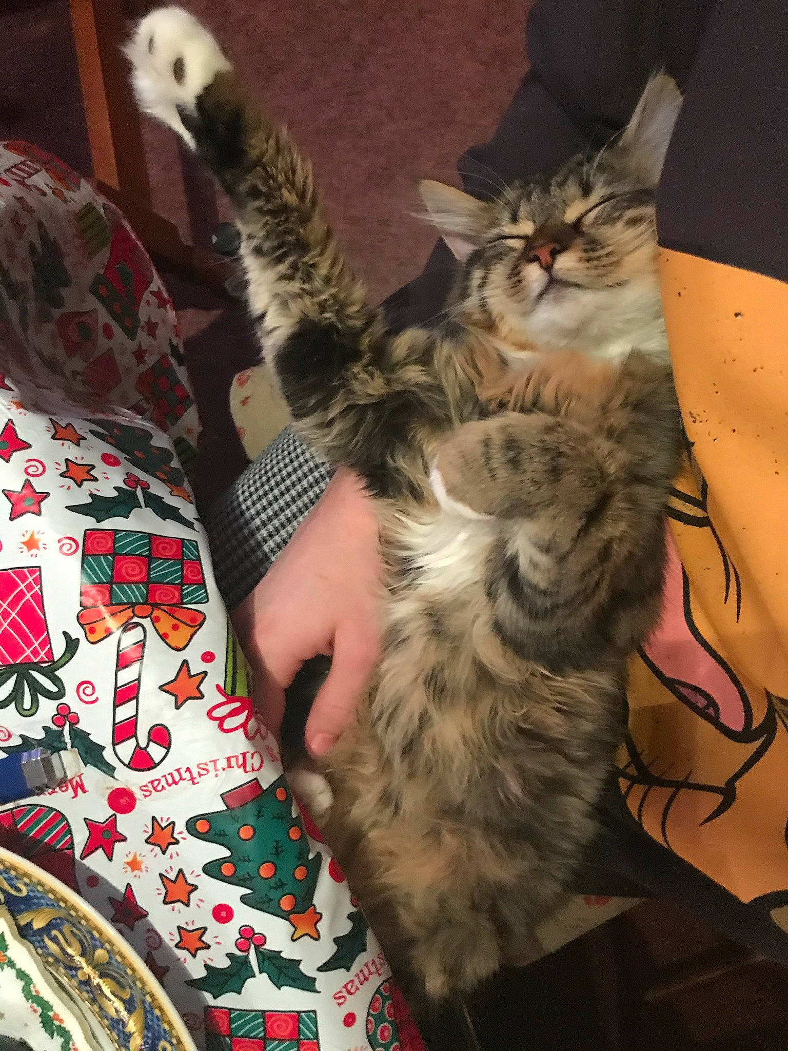 Neela participe au concours pour gagner de l'argent avec cette photo : american_curl, american_shorthair, asian, california_spangled, carnivore, cat, domestic_short_haired_cat, dragon_li, egyptian_mau, european_shorthair, felidae, fur, kitten, maine_coon, mammal, norwegian_forest_cat, pixie_bob, small_to_medium_sized_cats, tabby_cat, whiskers