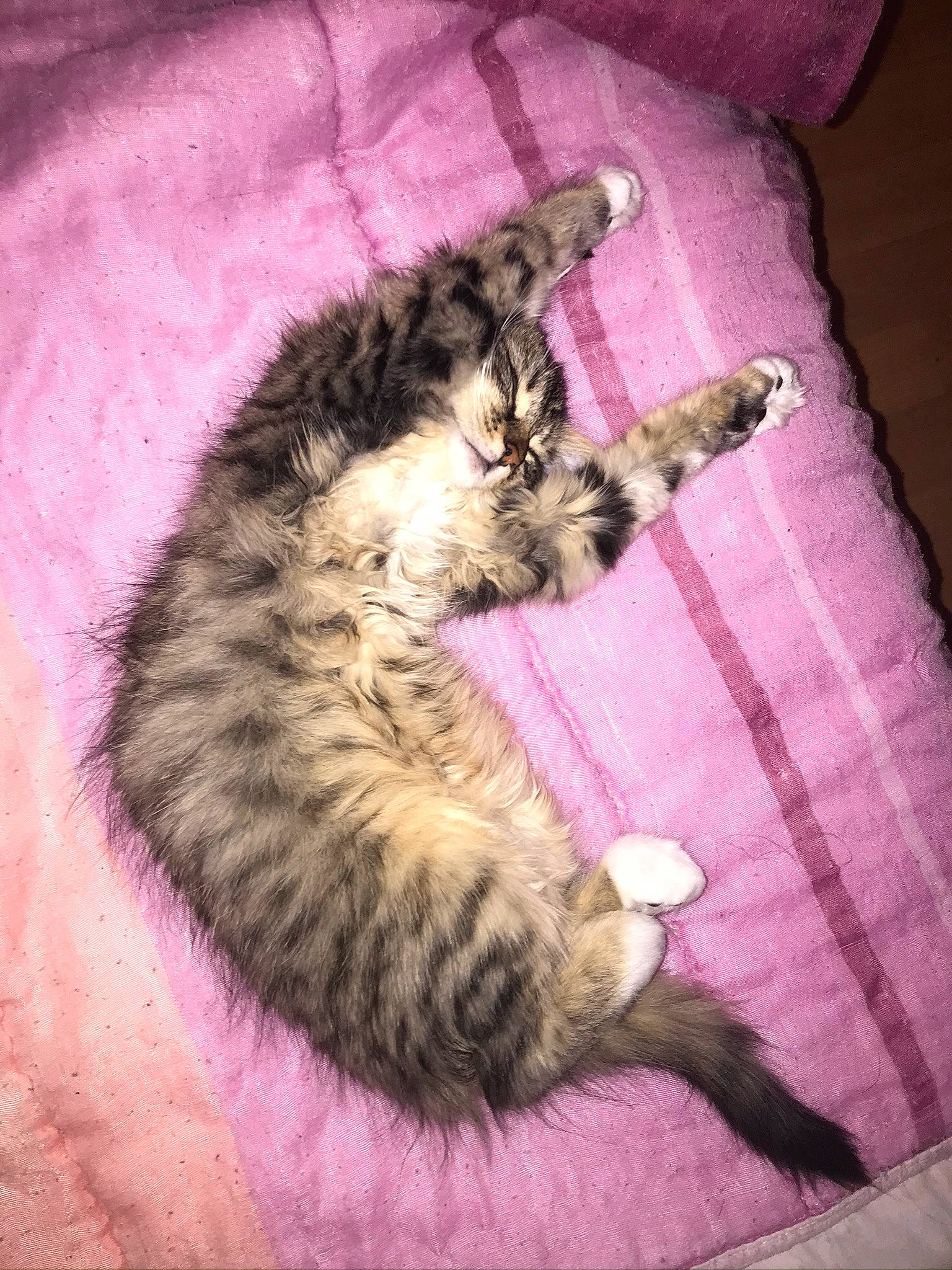 Neela participe au concours pour gagner de l'argent avec cette photo : asian, california_spangled, carnivore, cat, claw, domestic_short_haired_cat, dragon_li, egyptian_mau, european_shorthair, felidae, fur, kitten, norwegian_forest_cat, oriental_longhair, pixie_bob, small_to_medium_sized_cats, tabby_cat, tail, whiskers, wild_cat