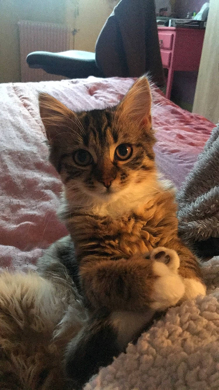 Neela a rejoint le concours — aidez-le/la à gagner de superbes lots ! asian, australian_mist, british_semi_longhair, california_spangled, carnivore, cat, domestic_long_haired_cat, domestic_short_haired_cat, dragon_li, european_shorthair, felidae, fur, kitten, maine_coon, mammal, pixie_bob, small_to_medium_sized_cats, tabby_cat, vertebrate, whiskers