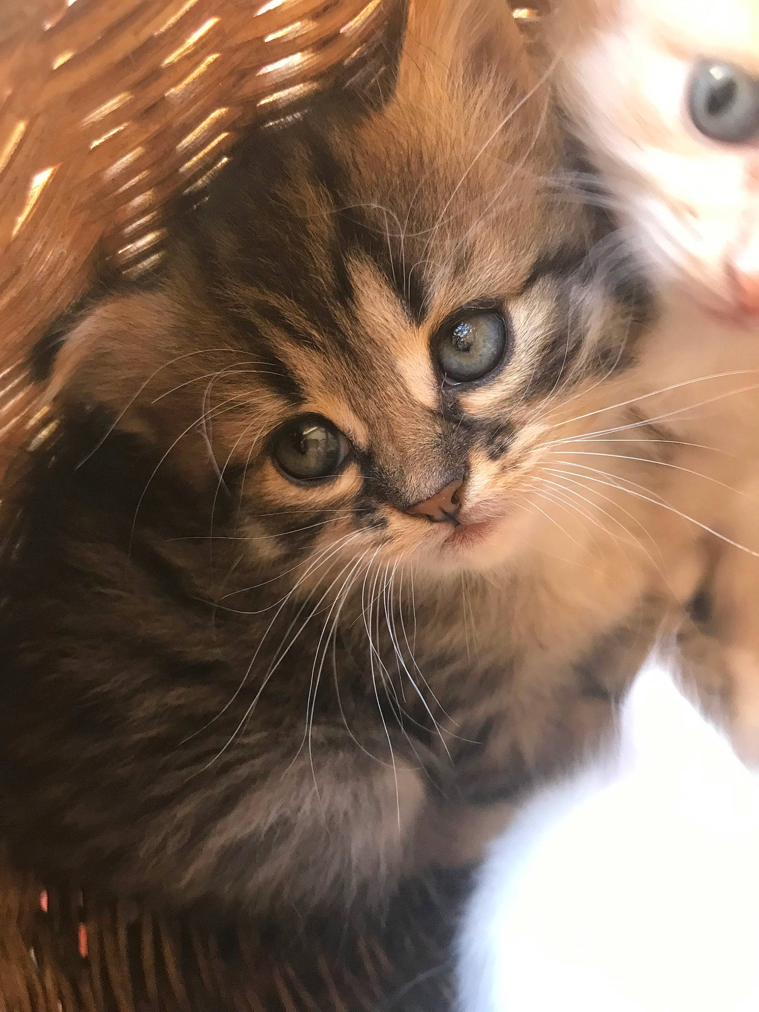 Neela participe au concours pour gagner de l'argent avec cette photo : american_curl, asian, carnivore, cat, close_up, domestic_long_haired_cat, european_shorthair, eye, felidae, fur, kitten, maine_coon, mammal, norwegian_forest_cat, ragamuffin, siberian, small_to_medium_sized_cats, snout, tabby_cat, whiskers