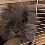 Yuka participe au concours pour gagner de l'argent avec cette photo : angora_rabbit, cage, chinchilla, fawn, guinea_pig, hamster, mouse, rabbit, rabbits_and_hares, rodent, whiskers