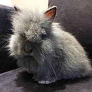 Yuka participe au concours pour gagner de l'argent avec cette photo : angora_rabbit, cat, domestic_rabbit, ear, felidae, fur, mammal, rabbit, rabbits_and_hares, snout, whiskers