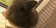 Yuka participe au concours pour gagner de l'argent avec cette photo : animal_shelter, cage, cat, chinchilla, domestic_long_haired_cat, fawn, felidae, fur, mammal, rabbits_and_hares, rodent, small_to_medium_sized_cats, snout, tail, whiskers