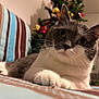 animal, background_blur, cat, christmas_tree, close_up, couch, cozy, domestic_cat, feline, gray_cat, holiday_decorations, indoor, ornaments, paw, pet, relaxed, soft_lighting, striped_couch, whiskers, white_cat