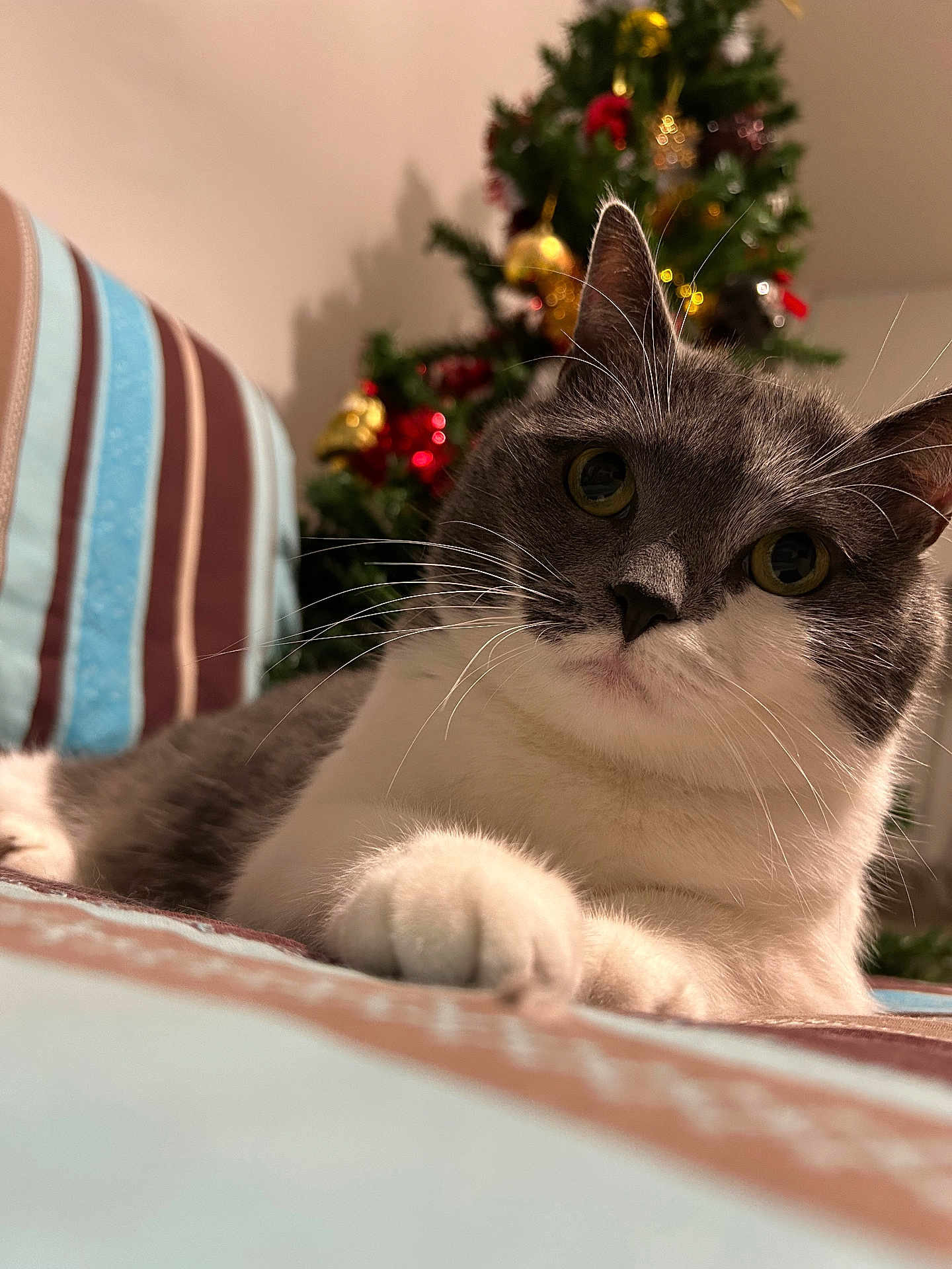 Mya