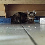 Gribouille a rejoint le concours — aidez-le/la à gagner de superbes lots ! cat, tabby, animal, pet, indoor, floor, tile, furniture, hiding, curious, wide_eyes, whiskers, ears, resting, home, domestic, mammal, looking, low_angle, shadow