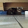 cat, tabby, animal, pet, indoor, floor, tile, furniture, hiding, curious, wide_eyes, whiskers, ears, resting, home, domestic, mammal, looking, low_angle, shadow