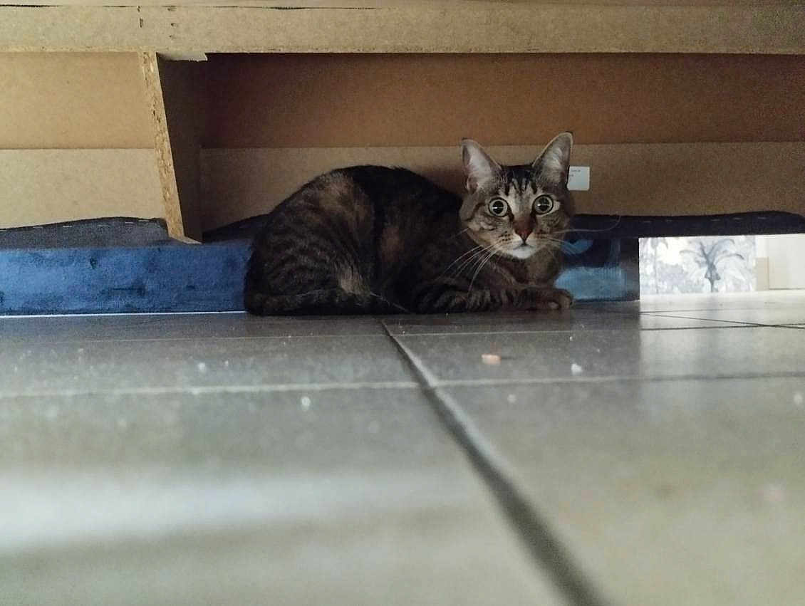 Gribouille a rejoint le concours — aidez-le/la à gagner de superbes lots ! cat, tabby, animal, pet, indoor, floor, tile, furniture, hiding, curious, wide_eyes, whiskers, ears, resting, home, domestic, mammal, looking, low_angle, shadow