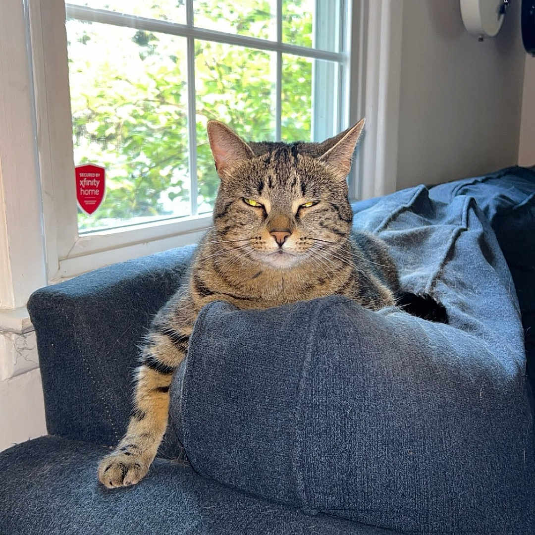 Jinora joined the competition — help win amazing prizes! animal, architecture, building, cat, chair, clothing, couch, cushion, furniture, homedecor, indoors, interiordesign, jeans, kitten, livingroom, manx, pants, pet, room, window